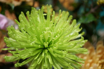 Naklejka na ściany i meble Chrysanthemum green flower