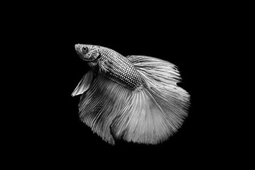 Black and white betta fish