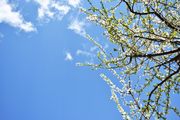 spring tree and blue sky