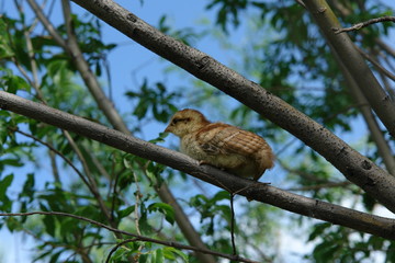 Птенец рябчика. 	cheeper hazel grouse
