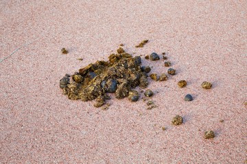Horse dung on the raod