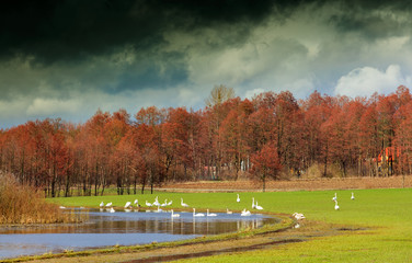 Wiosna Nad Drwęcą  © Wojciech Lisiński