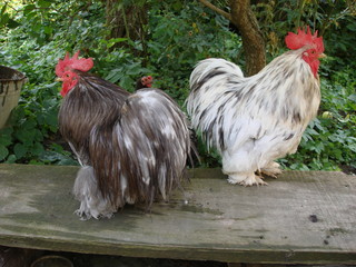 Decorative cockerels for a walk