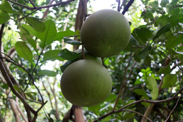 Pomelo, ripening fruits of the pomelo, natural citrus fruit, green pomelo hanging on branch of the tree on background of green leaves