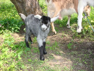 Young goat for the first time on the street