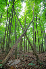 Trees crossing in the woods