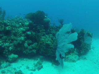 Naklejka na ściany i meble SCUBA Diving near Cuba