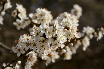 Fototapeta premium Fleurs de printemps sur une branche.