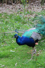 Fototapeta premium Peacock 