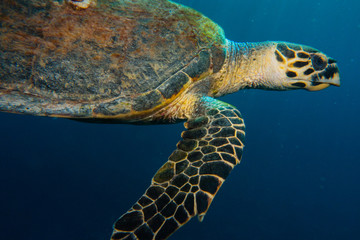 Hawksbill sea turtle in the Red Sea, dahab, blue lagoon sinai