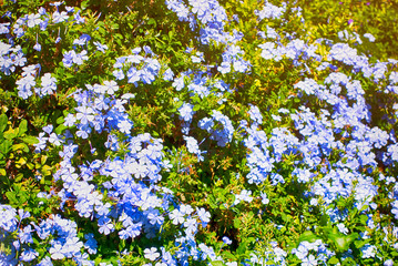 Plumbago bush with blue flowers.