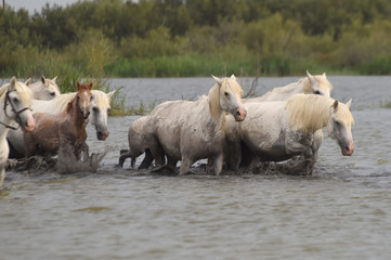 wild horses