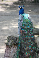 Obraz premium Peacock 