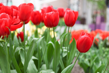 many red tulips close-up in the Netherlands in Keukenhof
