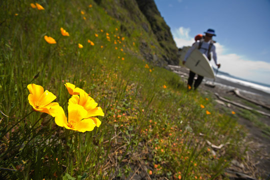 Jeff Daniel hikes past some wild flowers while backpacking on The Big Flat located eight miles north of Shelter Cove on The Lost Coast, California.