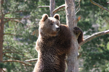 brown bear in zoo