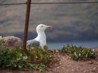 Mouette dans la nature