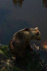 brown bear