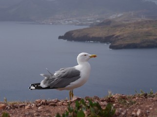 Mouette à Madère