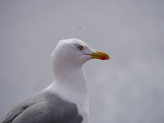 Gros plan de mouette