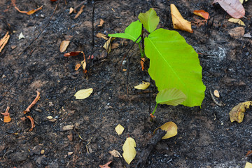 New tree On a dry land after a forest fire burned during the dry season