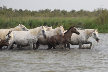 Fototapeta premium horses in the water