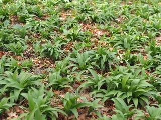 Obraz premium Macro of wild garlic plants
