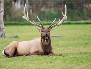 Naklejka na ściany i meble A bull Elk lies around in green grass.