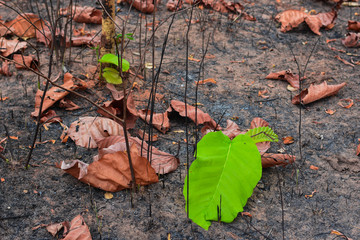 New tree On a dry land after a forest fire burned during the dry season