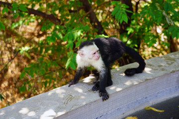 A white-headed capuchin monkey (cebus capucinus) by the pool in Peninsula Papagayo, Guanacaste, Costa Rica