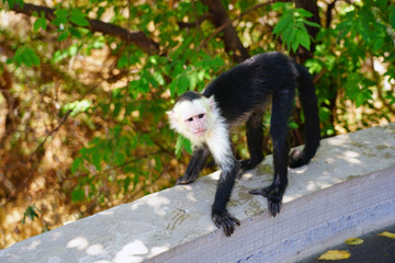 A white-headed capuchin monkey (cebus capucinus) by the pool in Peninsula Papagayo, Guanacaste, Costa Rica