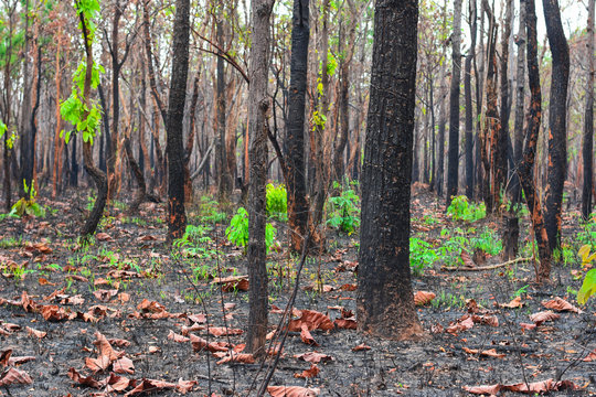 New tree On a dry land after a forest fire burned during the dry season