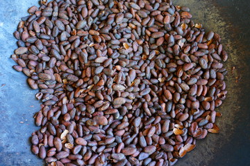 Obraz premium Roasting fresh cocoa beans in a large skillet in Costa Rica