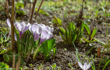 Beautiful small and colorful spring flowers on a sunny day.
