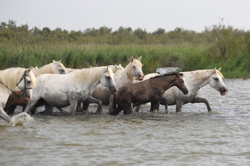 Fototapeta na wymiar wild horses