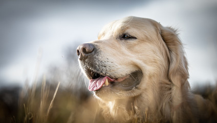 The Golden Retriever