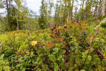Close up of Finlands nature
