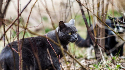 cat hunting birds