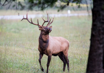 A bull Elk with large antlers has his head thrown back winding.
