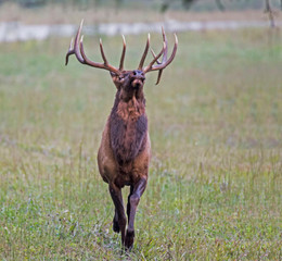 A bull Elk with large antlers has his head thrown back winding.