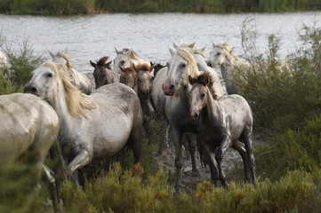 wild horses