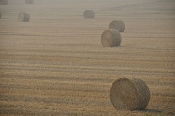  Round straw bales in harvested fields