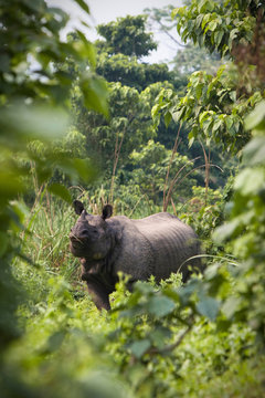 A wild, female rhinoceros as spotted through the foliage from the edge of a meadow in Chitwan National Park, Nepal.  The foreground shows some out-of-focus foliage, framing the subject.  Shot in the morning in Spring.