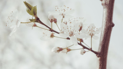 Kirschblüten