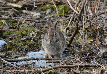 Fototapeta premium Bunny Rabbit 