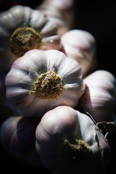 Close-up, details of fresh dried garlic.