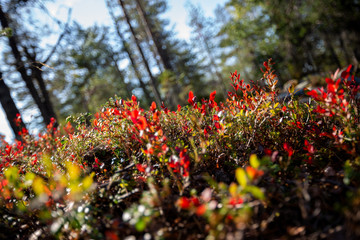 plants leafs chancing color