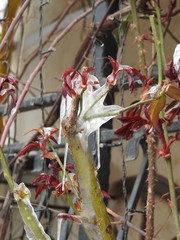 Garden climbing rose