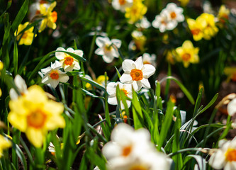 Sunflowers White and Yellow