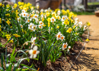 Sunflowers Yellow and White